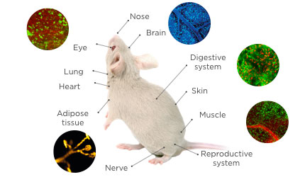 Image-souris-brochure.jpg Image-souris-brochure.jpg