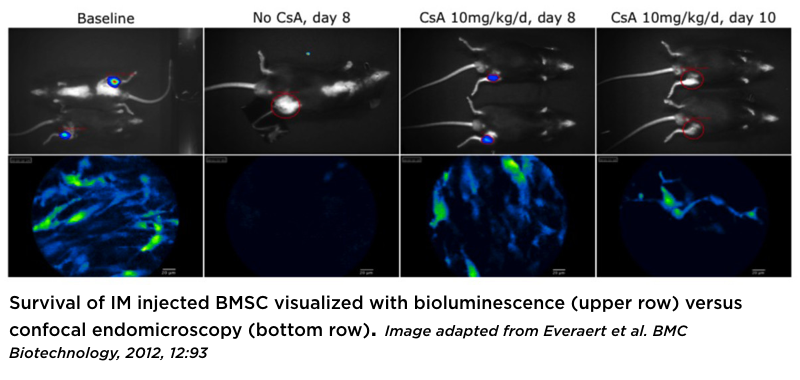 stem cells 800x380.001.png stem cells 800x380.001.png